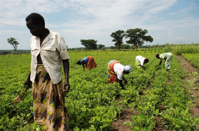 Group members working together on collaborative farming